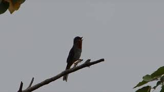 El precioso canto del Jilguero Myadestes genivarbis Rufous throated Solitaire [upl. by Sello660]