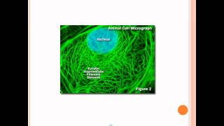 Microfilaments Intermediate Filaments and Microtubules [upl. by Pacien]