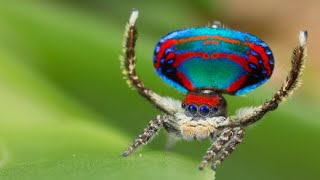 Peacock Spider Die wohl niedlichste Spinne der Welt  DER SPIEGEL [upl. by Htial45]