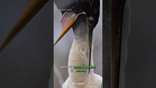 Discover the Snakebird ANHINGA  Natures Aquatic Acrobat [upl. by Annabela]