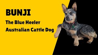 Blue Heeler Australian Cattle Dog Introducing Bunji [upl. by Rimaa]