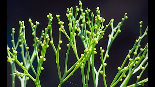 Psilotum sporophyte [upl. by Peterson135]