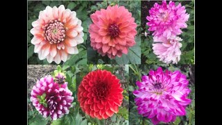 Dahlia Flowers [upl. by Rusel]