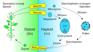 Entwicklung des Embryosacks und Pollens Gametophyten bei Blütenpflanzen [upl. by Ardnekan]