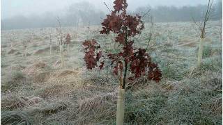 Oakham Community Wood From Little Acorns [upl. by Yhtommit266]