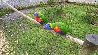 Rainbow Lorikeets  Blackpool Zoo [upl. by Hanschen]