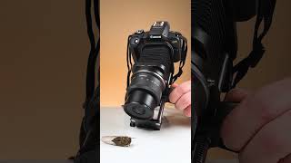 Extreme Macro with Fotodiox Macro Bellows macrophotography photography [upl. by Farrow]