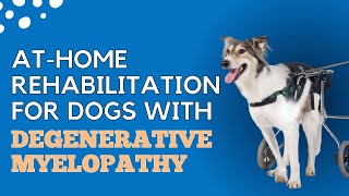 AtHome Rehabilitation for Dogs with Degenerative Myelopathy [upl. by Ulla625]