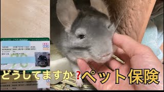 【雑談】ペット保険更新 新しい保険証が届きました＃chinchilla＃チンチラ [upl. by Nirak]