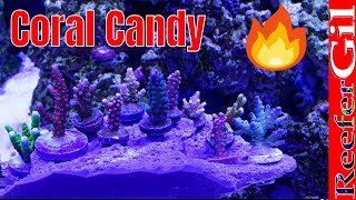 100 Gallon Saltwater Reef Aquarium Coral Overview [upl. by Eelinej]