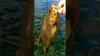 SMALLMOUTH BASS 🎣 bass shortsfeed shorts fishing [upl. by Crandale]