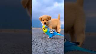 cute puppy with parrot puppy puppies parrot birds cuteanimals youtubeshorts shorts [upl. by Fiorenza]