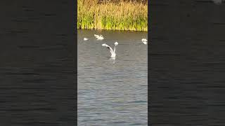 Common Gull Bathing On Lake With Black Headed Gulls birds avian nature [upl. by Gerda]