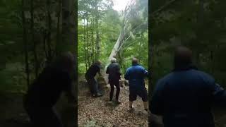 Funny tree Cutting fail [upl. by Terence]