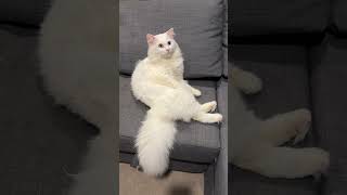 FUNNY CAT VIDEO  cat sitting like human funnyanimal funnycat [upl. by Tomasine]