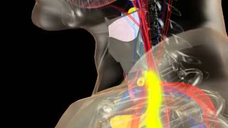 Anatomy of the Thyroid and Parathyroid Glands [upl. by Caravette]