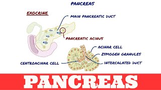 Histology of Pancreas [upl. by Crisey]