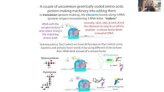 Unnaturalnoncanonical amino acid incorporation by quotgenetic code expansionquot inspired by pyrrolysine [upl. by Lamee]