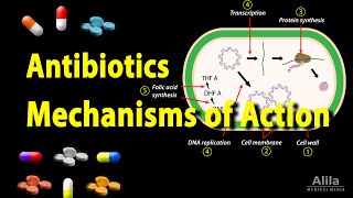 Antibiotics  Mechanisms of Action Animation [upl. by Cyrille159]