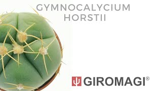 Gymnocalycium horstii [upl. by Vevina]