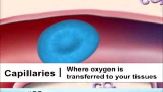 Types of Blood Vessels [upl. by Lauer849]