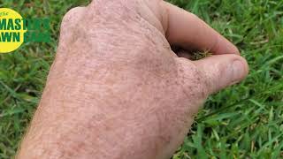 How do I control green quotsandspursquot in my Gainesville Lawn [upl. by Ecirp]