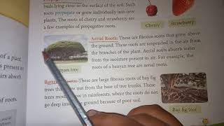 Class 4lesson 7learn about Propagativeaerial and buttress roots [upl. by Lyndsay71]