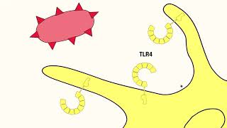 11 Innate Recognition of Pathogens [upl. by Meletius]