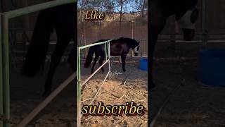 stuck horsehorsestuckyoutubeshortshorts [upl. by Resaec560]