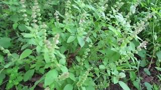 Ocimum tenuiflorumHeen MaduruthalaHerbal plants of Sri Lanka [upl. by Arden]