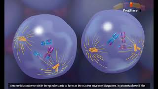 Meiosis 3D Animation AP ACT EST biology [upl. by Bud]