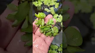 Salvinia Natans The Ultimate Floating Plant for Water Garden and Aquarium [upl. by Htebzile]