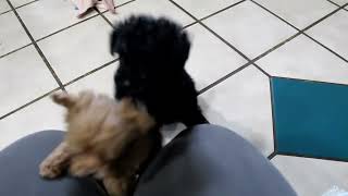 Toy Poodle Puppies for Sale [upl. by Tennek]