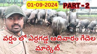 ఈ వారం ఎర్రగడ్డ పశువుల మార్కెట్  Erragadda Sunday Buffalo Market manakyparavindrareddyvlogs [upl. by Inava]