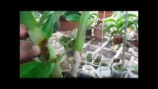 Orchid Care Tips How to Repot Dendrobium [upl. by Verbenia]