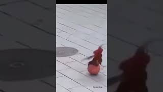 Rooster playing with football funny rooster ronaldo funny meme algorithm [upl. by Oinotnaesoj939]