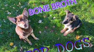 BONE BROTH FOR DOGS dog puppy rawfeeding subscribe support [upl. by Llimaj]