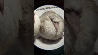 Baby Ringneck Doves The Frosty right is available for sale Contact317 7561680 birds dove [upl. by Carissa]