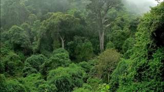 Welcome Congo Rain Forest Africa [upl. by Atiekahs]