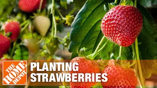 Growing Strawberries in Raised Beds  Strawberry Plant Care  The Home Depot [upl. by Risley988]