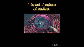 Internal structure of nucleus Biology Cell Structure I Nucleus Medical Media biology youtube [upl. by Holofernes376]