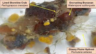 Encrusting Bryozoans [upl. by Jeremiah551]