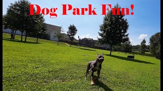 Belgian Shepherd amp his Pitbull Pals at their private Dog Park [upl. by Nosral]