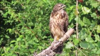 Buizerd roep [upl. by Sydel622]