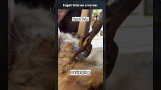 Ergot trim on a horse  equinehealth horsecare cat rescue shorts horsecare wood [upl. by Eedyah243]