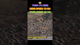 Tiger and deer race animals tiger deer race [upl. by Lyrac297]