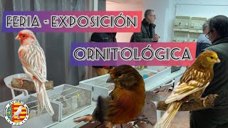 🐥1ª FERIA ORNITOLÓGICA DE ONTINYENT VALENCIA CANARIOS COLOR POSTURA Y CANTO  AVIARIO JJ 2023 [upl. by Eirrab]