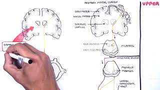 Introduction to Upper and Lower Motor Neuron Lesions [upl. by Alleinad732]