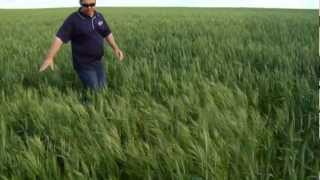 Brome grass management in cereal crops [upl. by Cerellia]