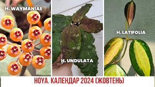 Hoya  Хоя День за днем Календар 2024 жовтень [upl. by Chiquia495]